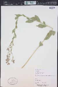 Lepidium latifolium image