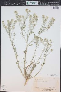 Lepidium montanum image