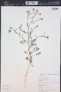 Lepidium montanum image