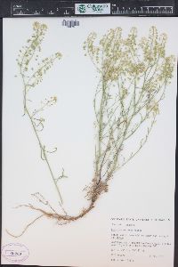 Lepidium montanum image