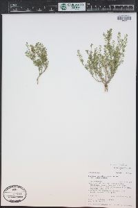 Lepidium paysonii image