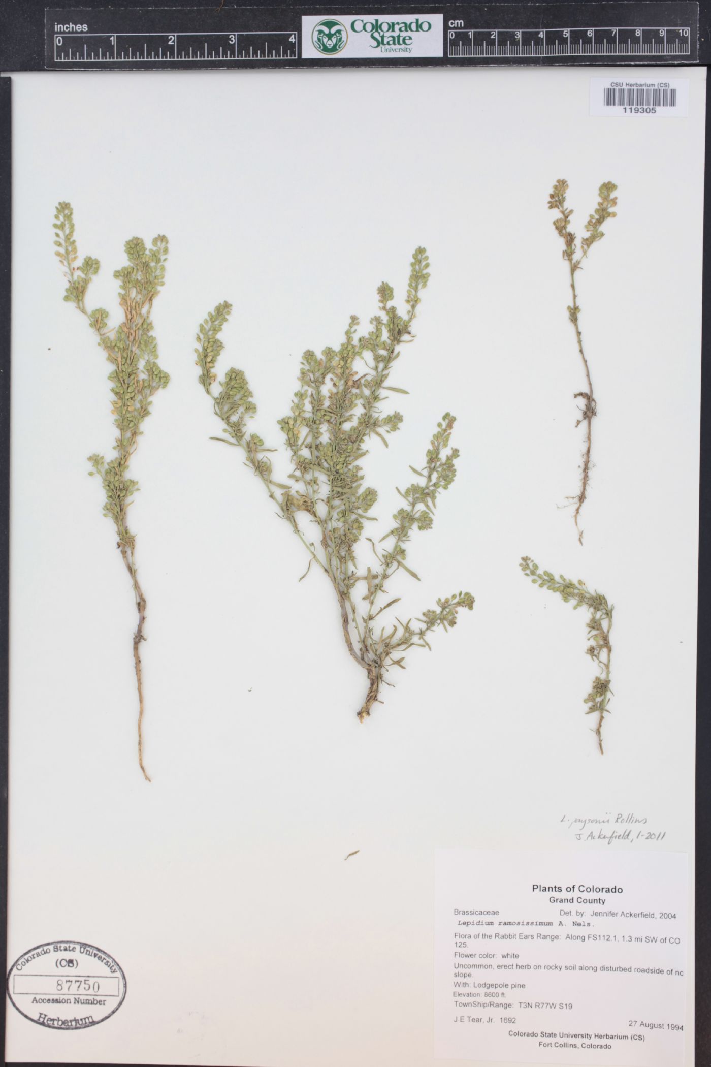 Lepidium paysonii image