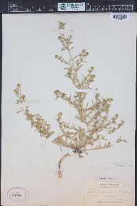 Lepidium paysonii image