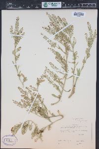 Lepidium paysonii image