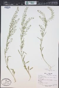 Lepidium paysonii image