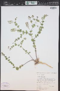 Lepidium perfoliatum image