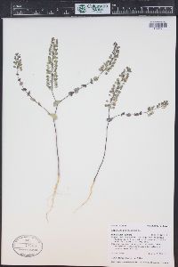 Lepidium perfoliatum image