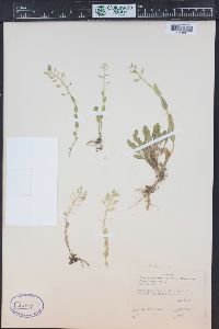 Noccaea fendleri subsp. glauca image