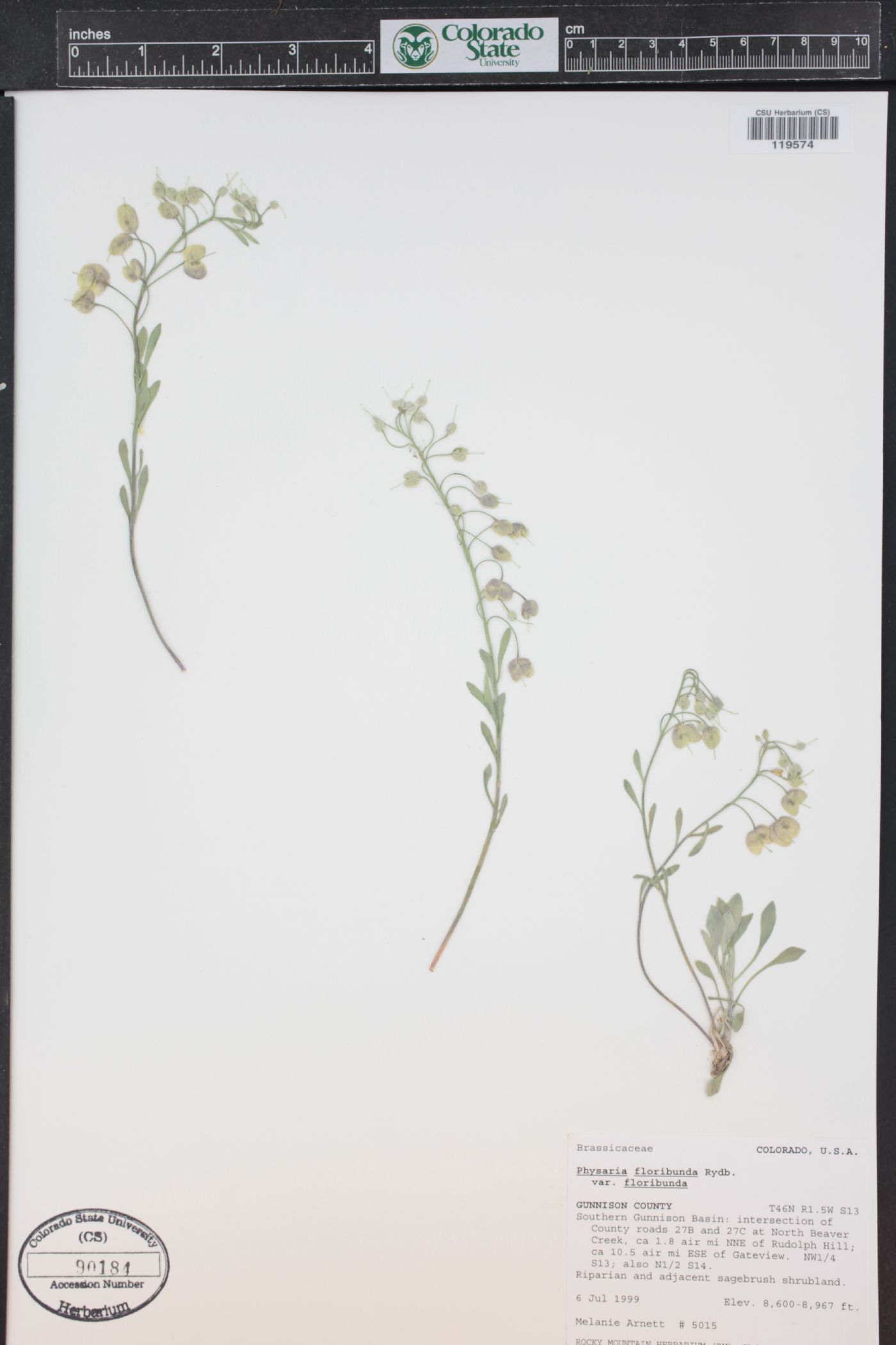 Physaria floribunda image