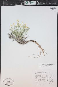 Physaria floribunda image