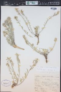 Physaria montana image