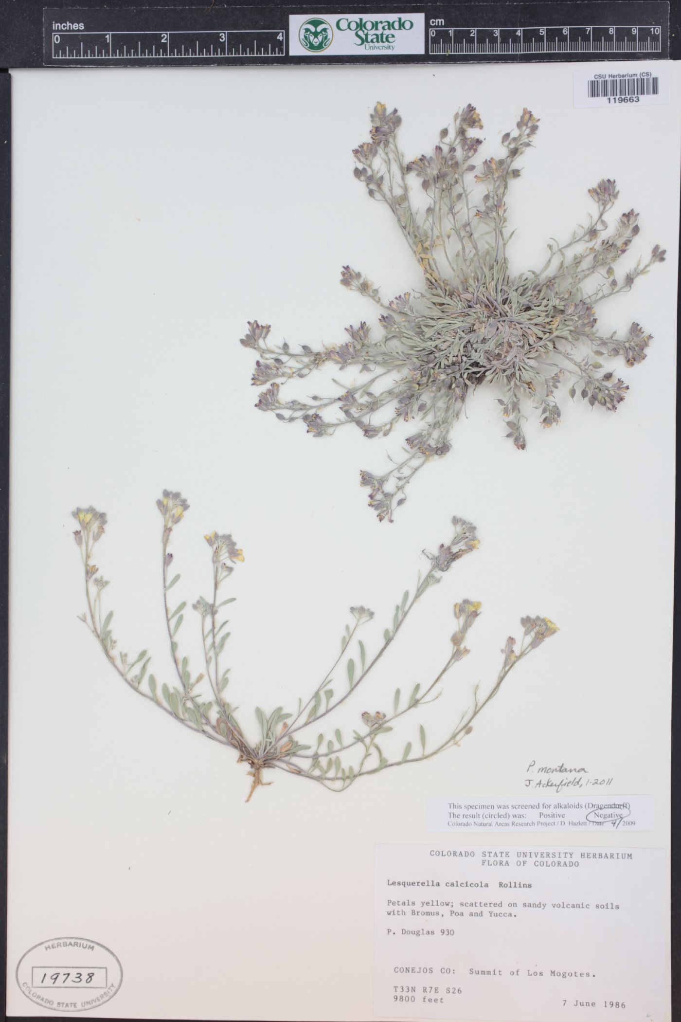 Physaria montana image
