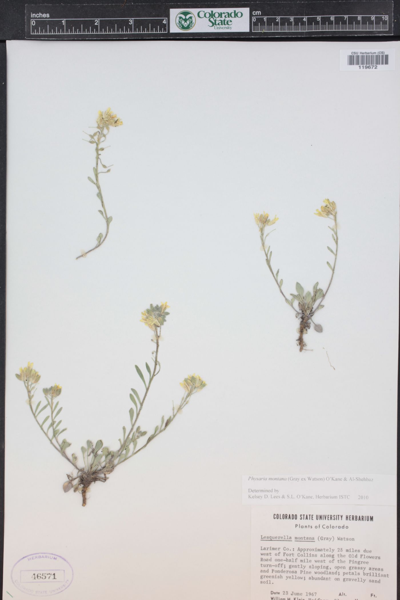 Physaria montana image