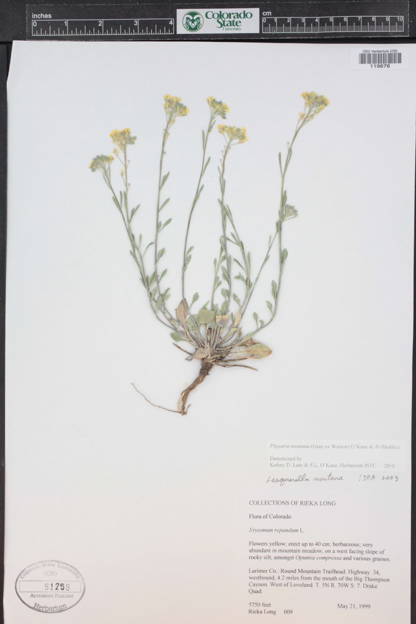 Physaria montana image