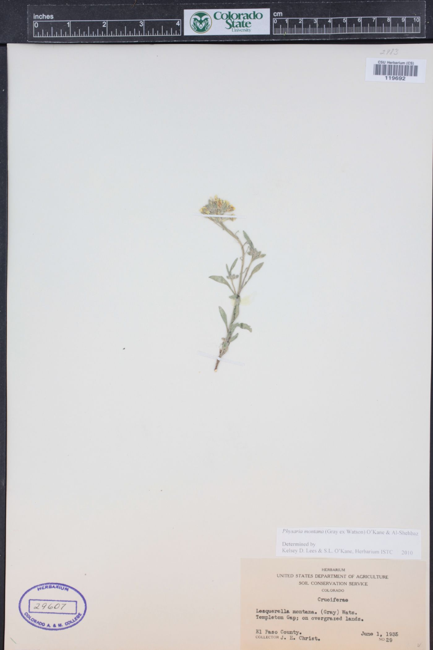 Physaria montana image