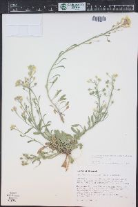 Physaria rectipes image