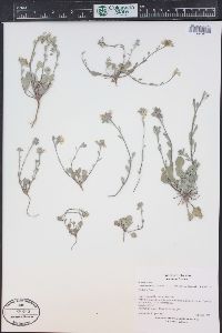 Physaria vicina image
