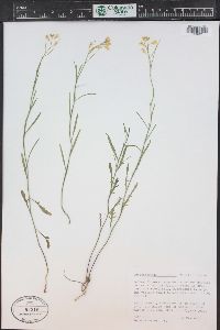 Sisymbrium linifolium image