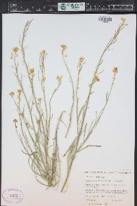 Sisymbrium linifolium image