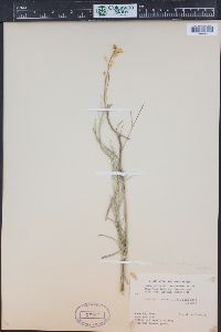 Sisymbrium linifolium image