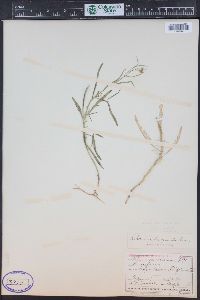 Sisymbrium linifolium image