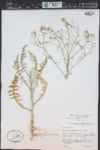 Sisymbrium altissimum image