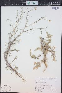 Sisymbrium altissimum image