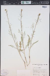 Sisymbrium altissimum image