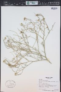 Sisymbrium altissimum image