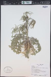 Sisymbrium altissimum image