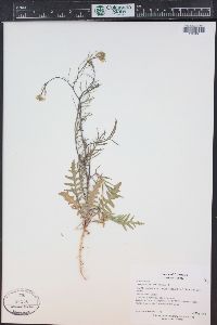 Sisymbrium altissimum image