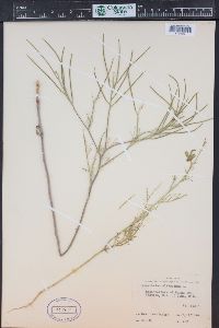 Sisymbrium altissimum image