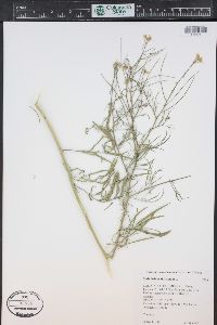 Sisymbrium altissimum image