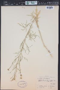 Sisymbrium altissimum image