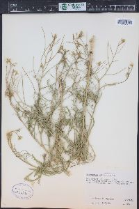 Sisymbrium altissimum image