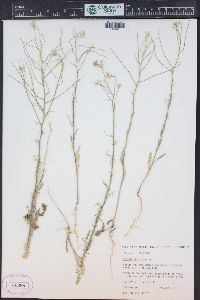 Sisymbrium altissimum image