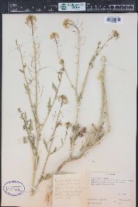 Sisymbrium loeselii image