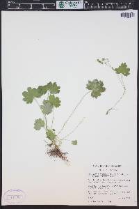 Sullivantia hapemanii image