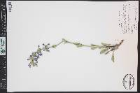 Penstemon cyathophorus image