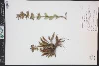 Penstemon cyathophorus image