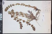Penstemon cyathophorus image