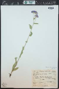 Erigeron formosissimus image