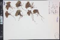 Penstemon yampaensis image
