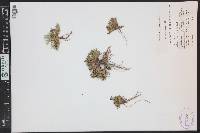 Penstemon yampaensis image