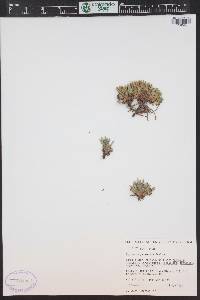 Penstemon yampaensis image