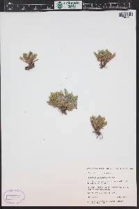 Penstemon yampaensis image