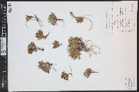 Penstemon yampaensis image