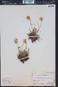 Armeria maritima subsp. sibirica image
