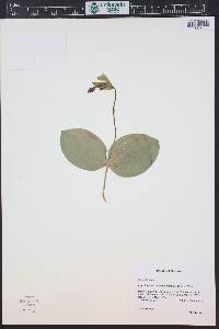 Cypripedium fasciculatum image