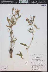 Mentzelia sinuata image